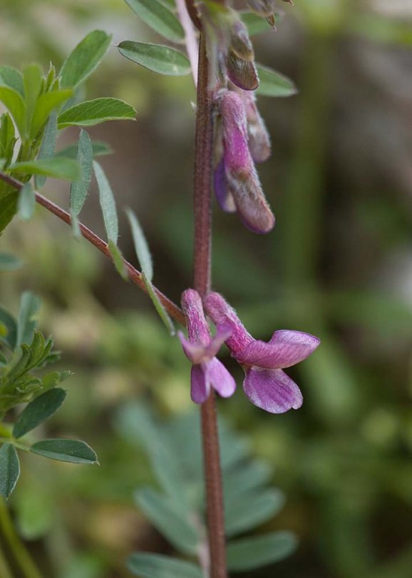 Cirmos Pannon bükköny - Vicia pannonica ssp. striata, Vicia pannonica ssp. Striata, etnobotanika
